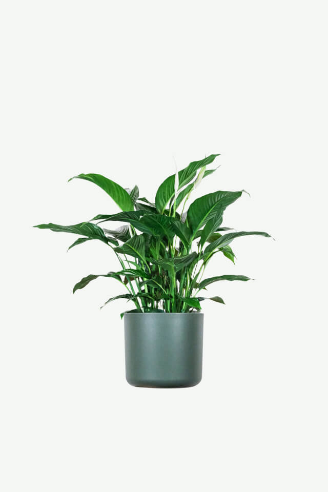 plants-ecommerce-product-featured-img-15 plants ecommerce product featured img 15