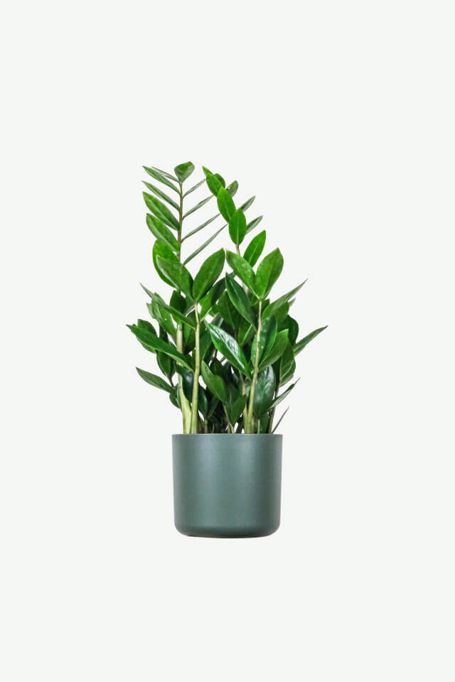 plants-ecommerce-product-featured-img-16 plants ecommerce product featured img 16