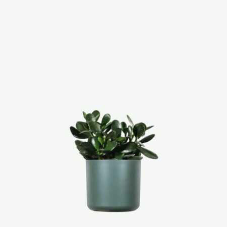 plants ecommerce product featured img 2