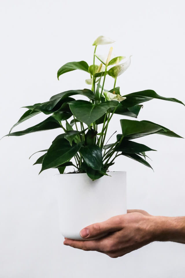 plants-shop-product-gallery-img-1 plants shop product gallery img 1