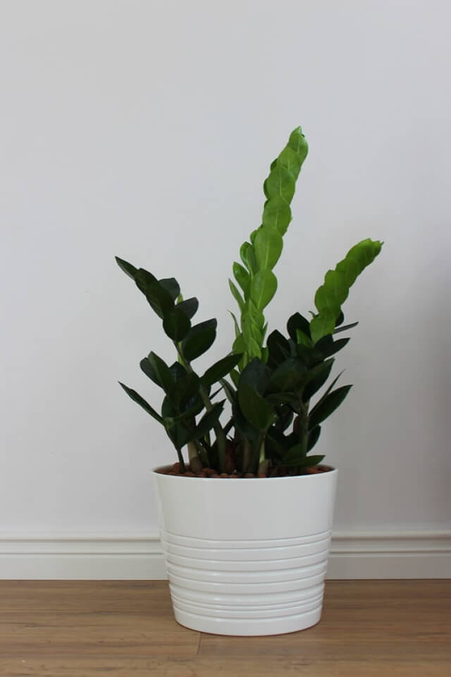 plants-shop-product-gallery-img-19 plants shop product gallery img 19